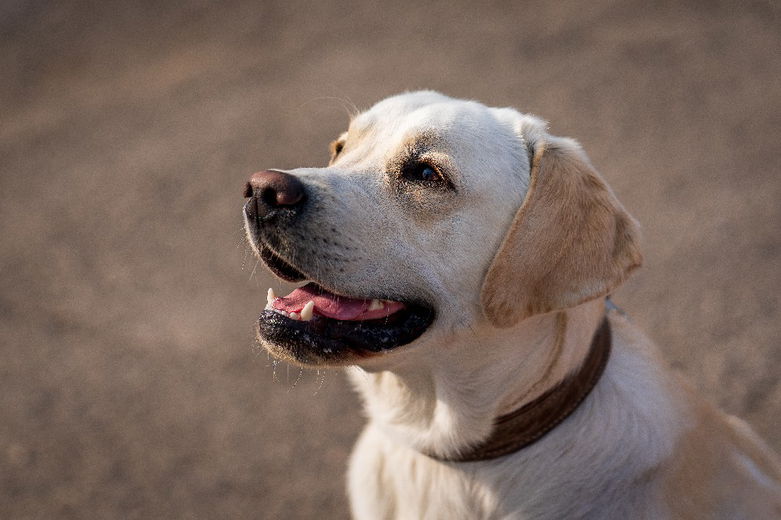 Labrador retriever: alles wat je moet weten over dit populaire hondenras
