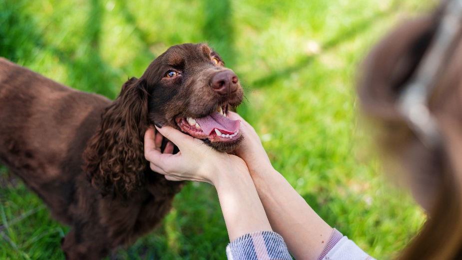 Alles wat je moet weten over tanden wisselen bij puppy’s