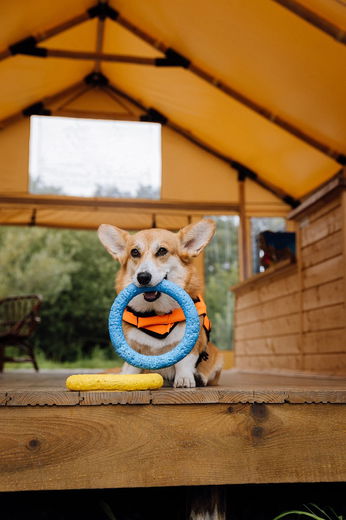 Zo regel je een goede oppas voor jouw hond als je op vakantie gaat.
