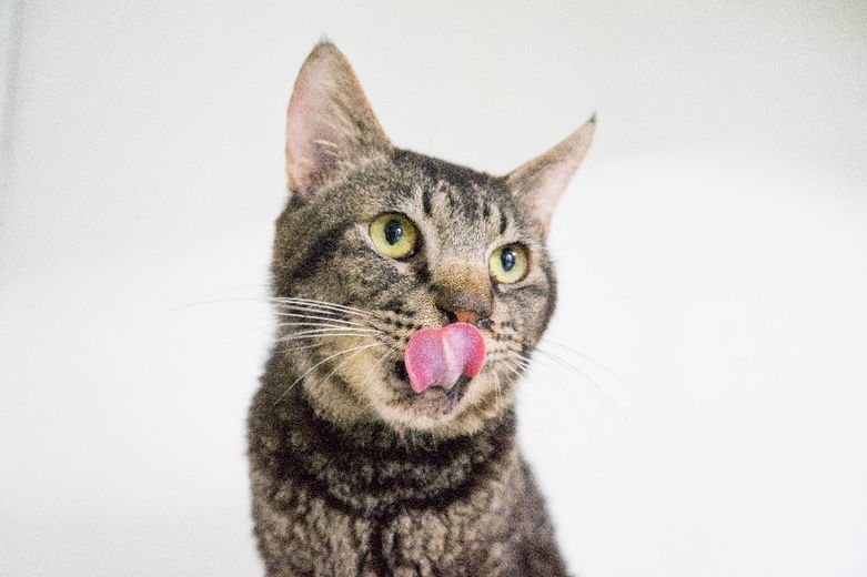 Vers vlees aan katten geven? 7 dingen die je écht even moet weten