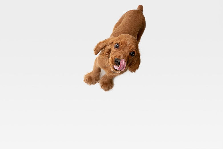 De natuurlijke keuze voor een blije en gezonde hond of kat