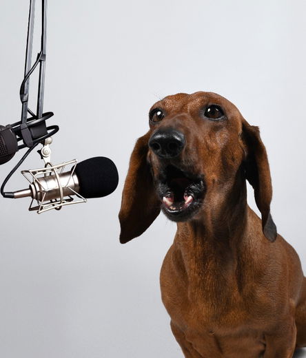 De leukste podcasts voor hondenfans