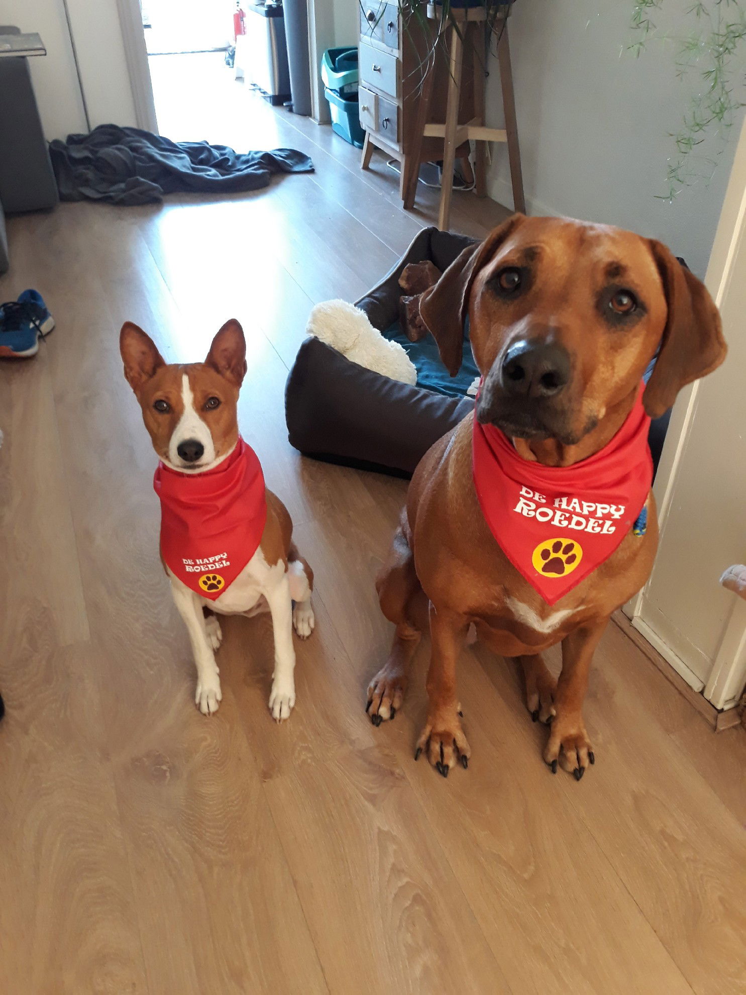 Twee honden zitten naast elkaar en hebben een sjaal om van de happy roedel