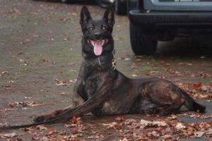 Caïro ligt op de straat voor een auto