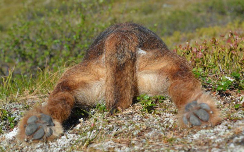 Lloyd ligt met zijn achterwerk voor de camera en zijn poten naar achteren