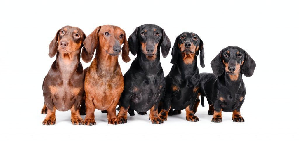 Vijf teckels staan naast elkaar geposeerd voor een foto