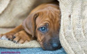Een Rhodesian Ridgeback puppy zit verstopt achter een kleedje
