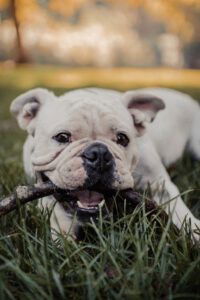 Een jong hondje die op een stok kauwt