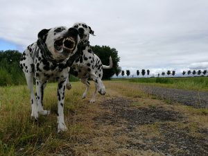 De twee dalmatiërs spelen en rennen achter elkaar aan