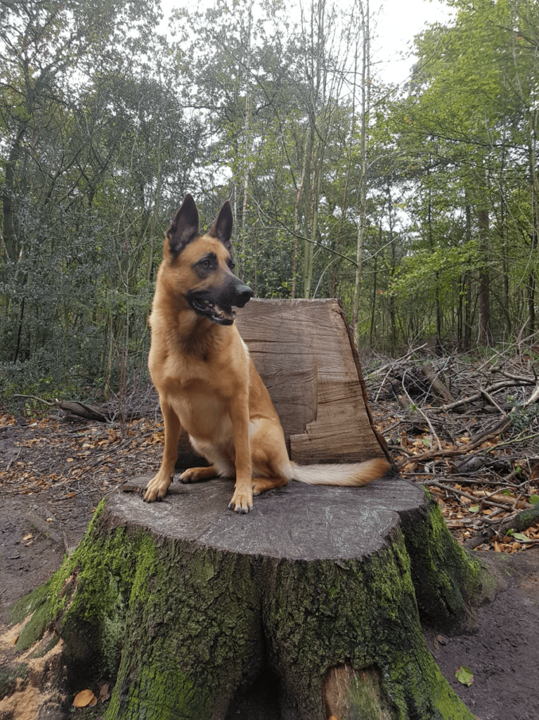 Herder Ruby zit tevreden op een boomstronk in het bos
