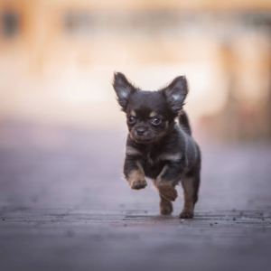 Instagramhond chihuahua Beagan die als klein pupje een grote sprong maakt