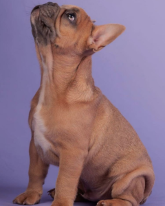 Instagramhond frenchbull Charly die op de grond zit met een paarse achtergrond