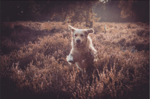 Instagramhond Buddy the goldie die rond rent over de heide