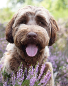 Instagramhond doodle Joes kijkt vrolijk in de camera tussen de plantjes