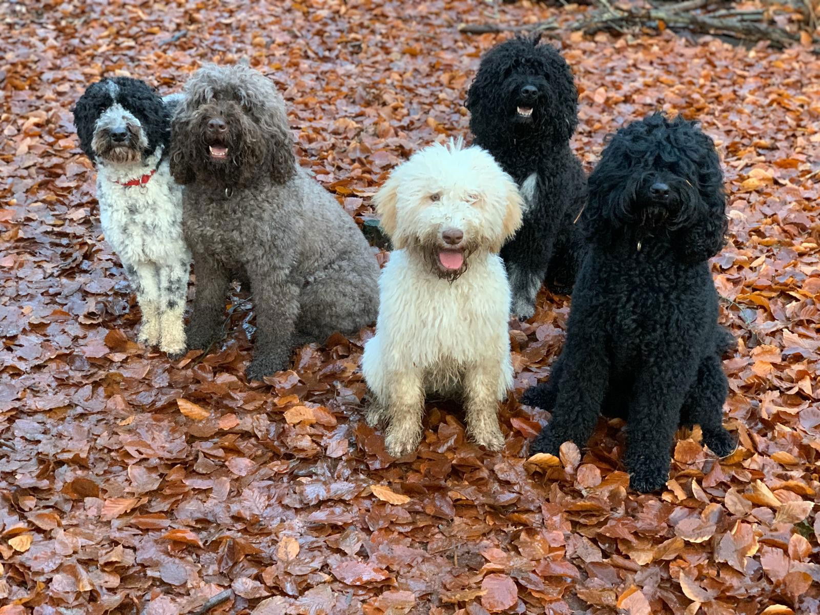 Vijf honden van Brigitte bij elkaar tussen de bladeren