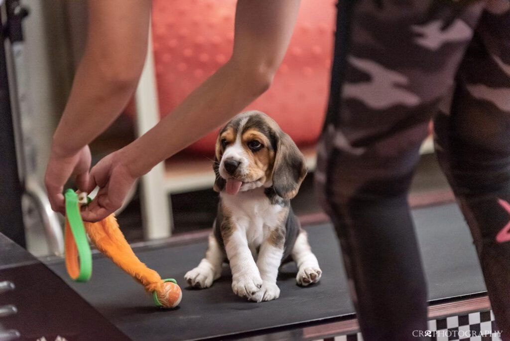 Een beagle puppy kijkt met zijn tong uit naar een speeltje