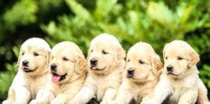 Vijf golden retriever pups zitten naast elkaar