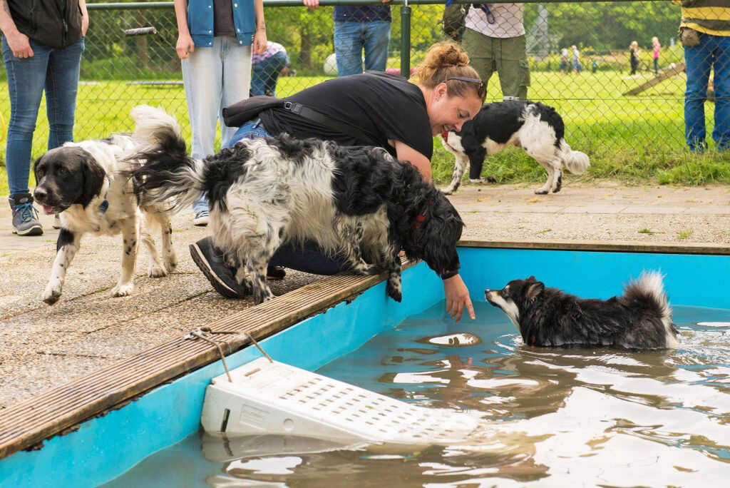 Honden die in het water aan het spelen zijn in hondenspeeltuin midden-drenthe