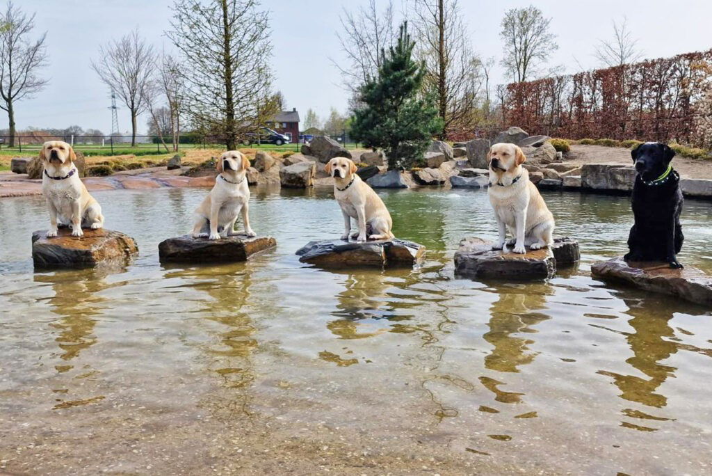Vijf labradors zitten op hun eigen steen in het water in hondenzwemvijfer ut poeleke