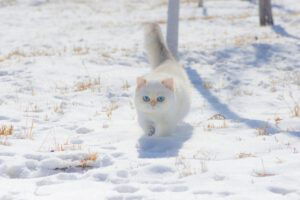 Een witte kitten die camoufleert in de sneeuw