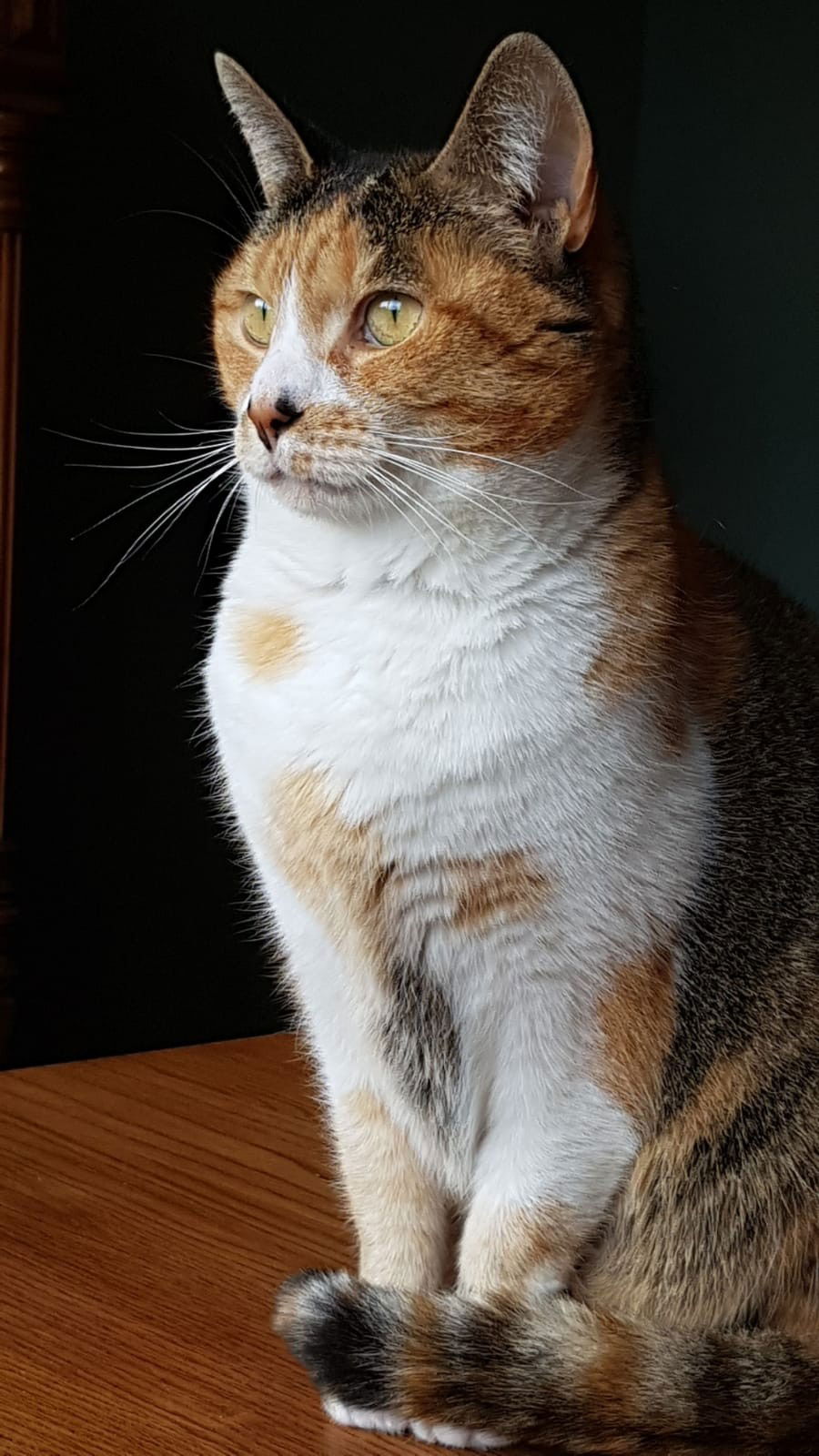 Een zwart wit bruine kat die voor zich uit zit te staren