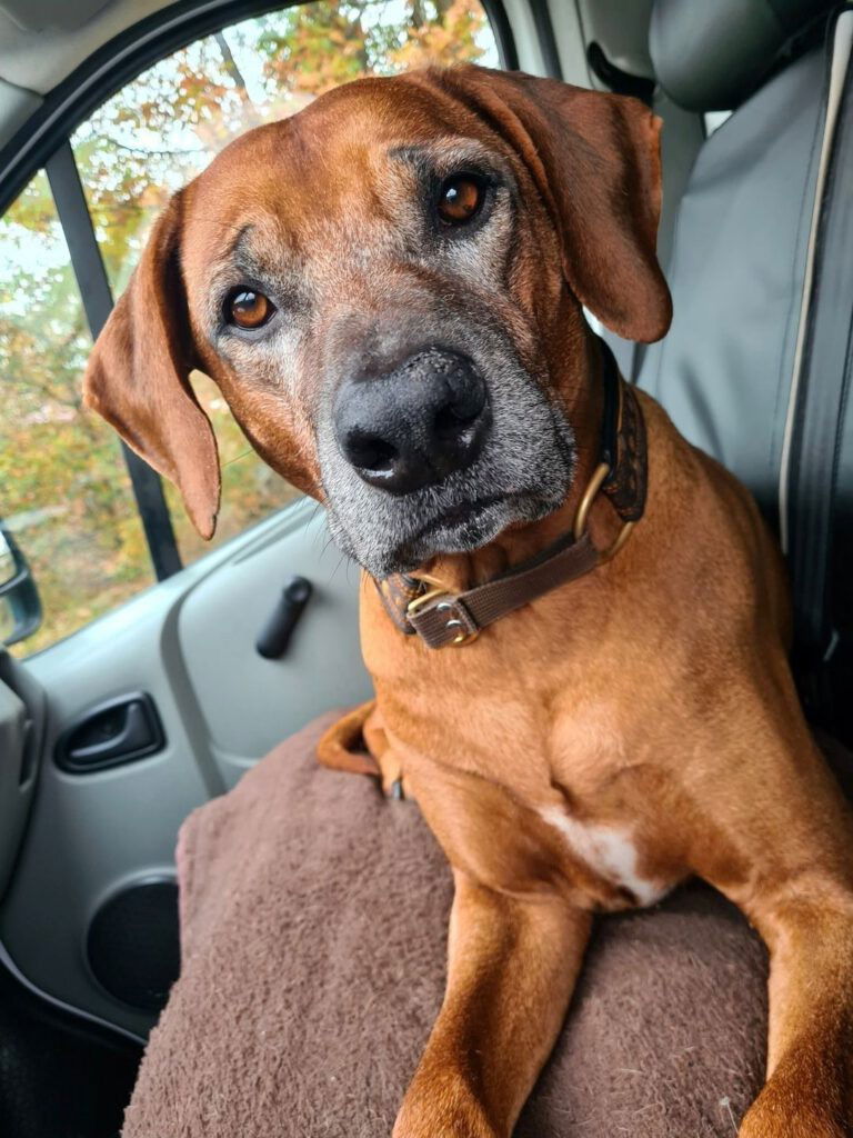 Basu ligt op de stoelen van een busje