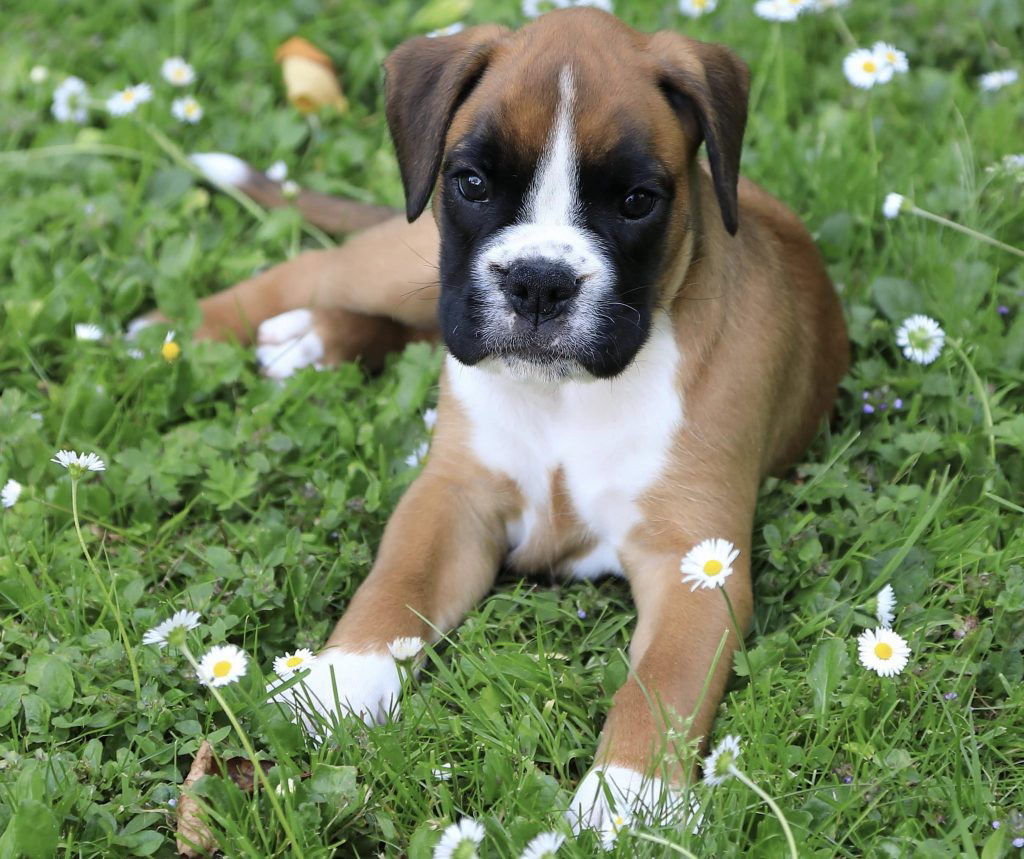 Een boxer pupje die tussen de bloemetjes ligt