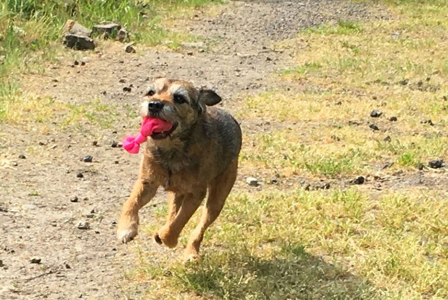 Lloyd rent rond met een bal gemaakt van sokken in zijn mond