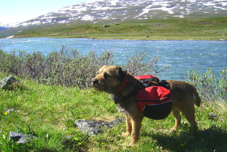 Lloyd staat op het gras naast een rivier in Zweden