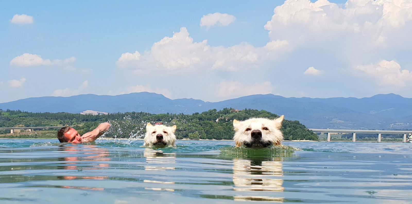 Zwitserse herders Theun en Joost zwemmen samen met hun baasje in Italië